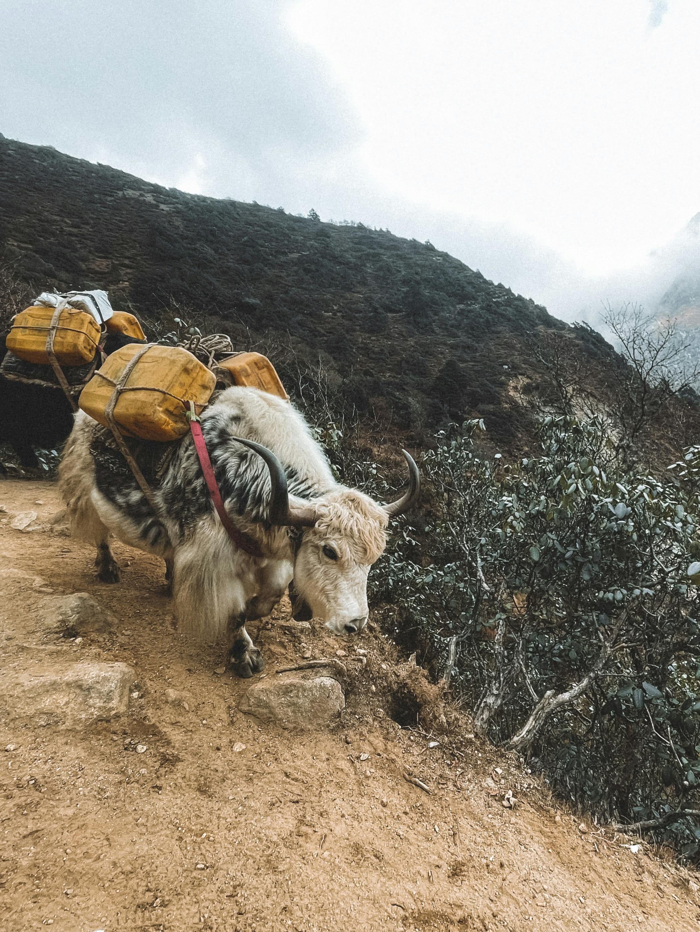 Wanderlust Diaries: Your Travel Guide